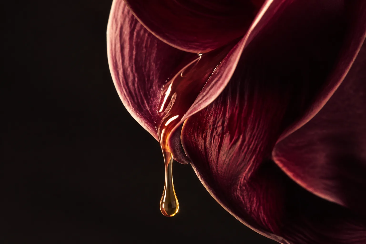 重なる深紅の花びらを伝う、一滴の蜜